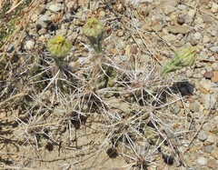 Grusonia