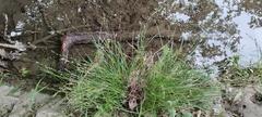 Carex divulsa