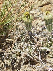 Grusonia