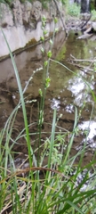 Carex divulsa