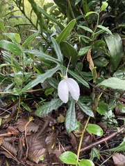 Masdevallia coccinea