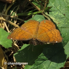Ariadne ariadne alterna