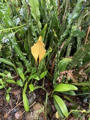 Masdevallia coccinea