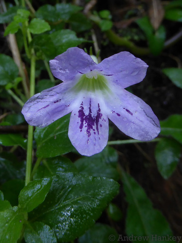 Streptocarpus gardenii