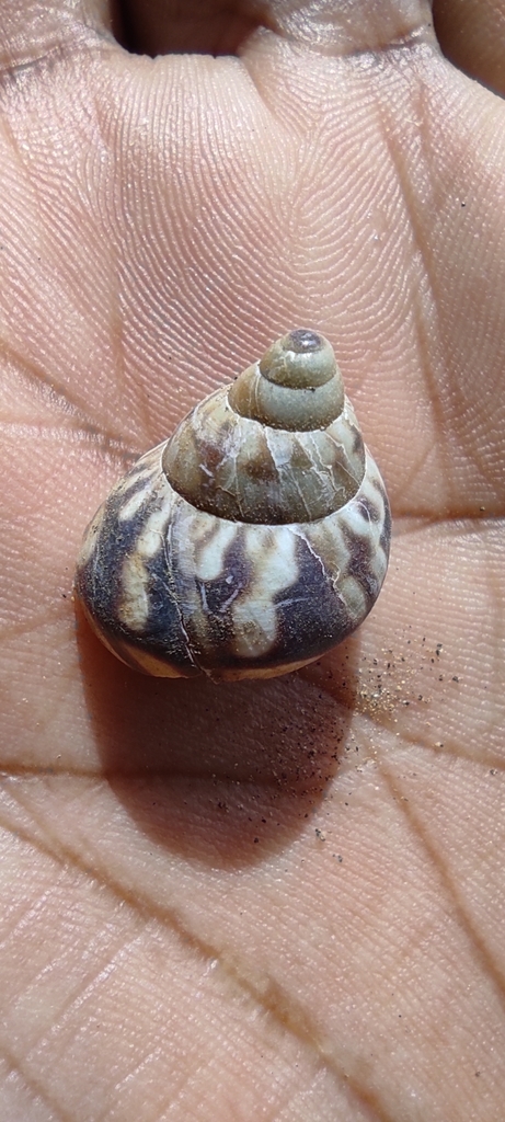 Orthalicus on May 1, 2021 at 0840 AM by Paso Pacifico · iNaturalist