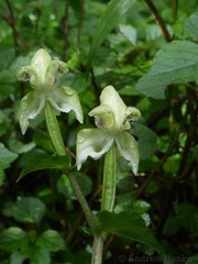 Disperis lindleyana