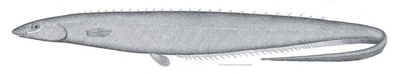 Polyacanthonotus