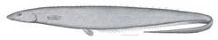 Smallmouth Spiny Eel photo 3