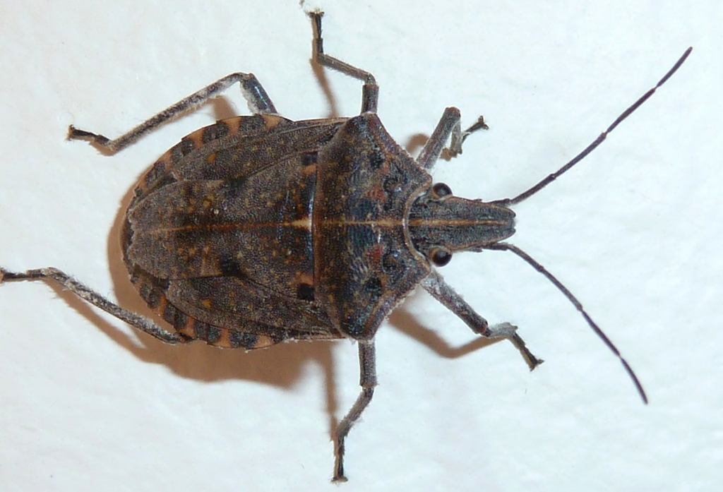 Peltasticus