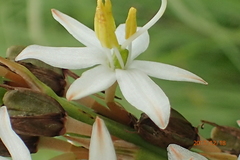 Chlorophytum krookianum