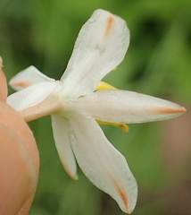 Chlorophytum krookianum