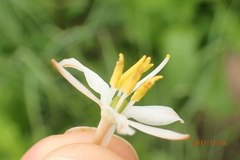 Chlorophytum krookianum
