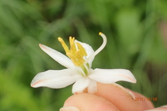 Chlorophytum krookianum
