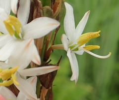Chlorophytum krookianum