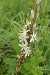 Chlorophytum krookianum