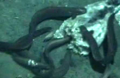 Snubnosed Eel photo 3