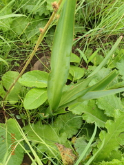 Chlorophytum krookianum