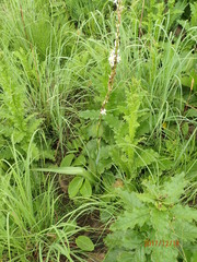 Chlorophytum krookianum