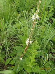 Chlorophytum krookianum