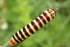 Chlorophytum krookianum