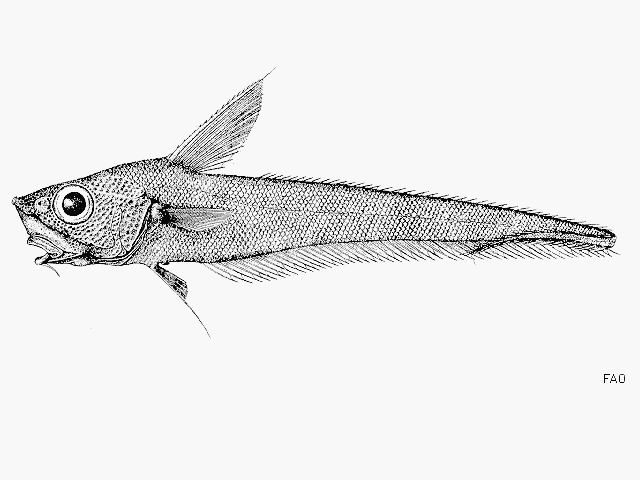 Nezumia