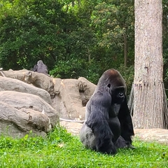 Gorilla gorilla