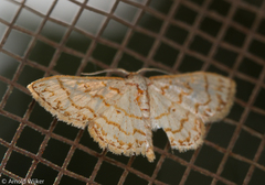 Idaea macouma