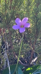 Oxalis livida