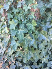 Hedera helix