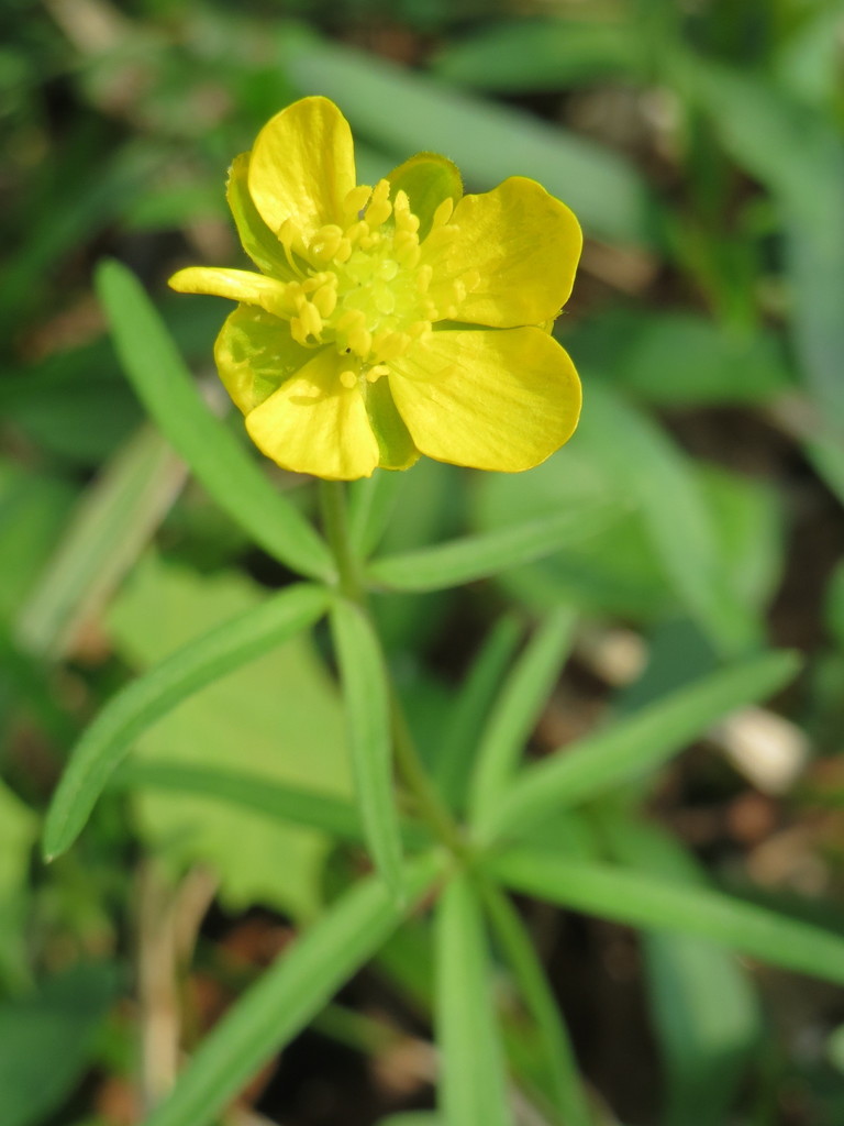 Goldilocks Buttercup