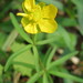 Ranunculus auricomus - Photo AnRo0002, sin restricciones conocidas de derechos (dominio publico)