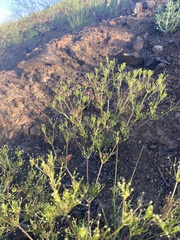 Apiastrum angustifolium