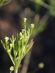 Apiastrum angustifolium