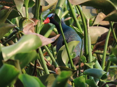 Porphyrio martinica