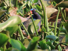 Porphyrio martinica