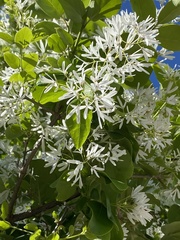 Chionanthus