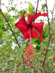 Hibiscus × archeri