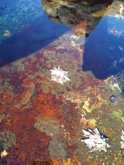 Scutellastra longicosta