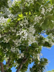 Chionanthus