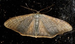 Idaea coercita