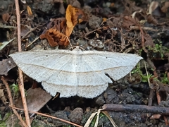 Heteralex rectilineata