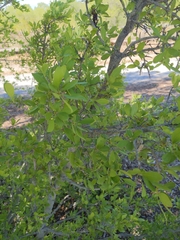 Forestiera pubescens pubescens