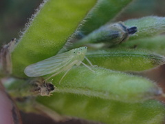 Pagaronia tredecimpunctata