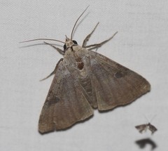Avatha discolor