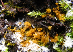 Hemitrichia clavata