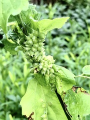 Celticecis celtiphyllia