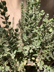 Leucophyllum langmaniae