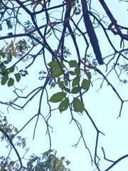 Tabebuia rosea