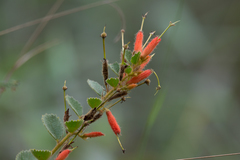 Helicteres sacarolha