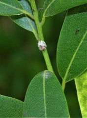 Ceroplastes rusci
